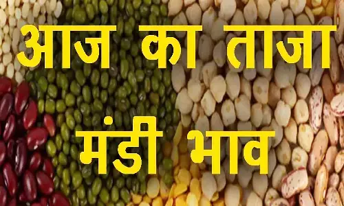 Mandi Bhav: मंडी में मूंग के भाव में आई तेजी, देसी चना के बढ़े दाम