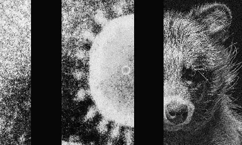 The New York Times की रिपोर्ट: चमगादड़ नहीं रैकून डॉग से वुहान में फैला कोरोना!