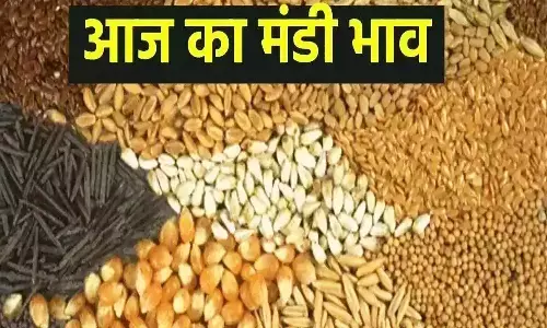 MP Mandi Bhav: मंडी में तुअर के दाम में उछाल, सोयाबीन में सुधार, फटाफट से जानें लेटेस्ट अपडेट