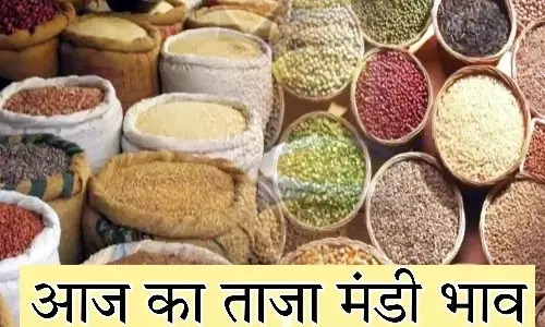 MP Mandi Bhav: मंडी में देसी चना के दाम में बढ़ोत्तरी, मूंग के भाव गिरे, यहां देखें आज के ताजा दाम