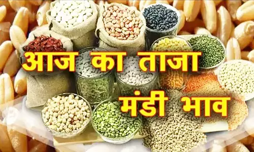 MP Mandi Bhav: मंडी में सोयाबीन के भाव में हल्का सुधार, मूंग के दाम में आई गिरावट, फटाफट से जानें ताजा मंडी भाव