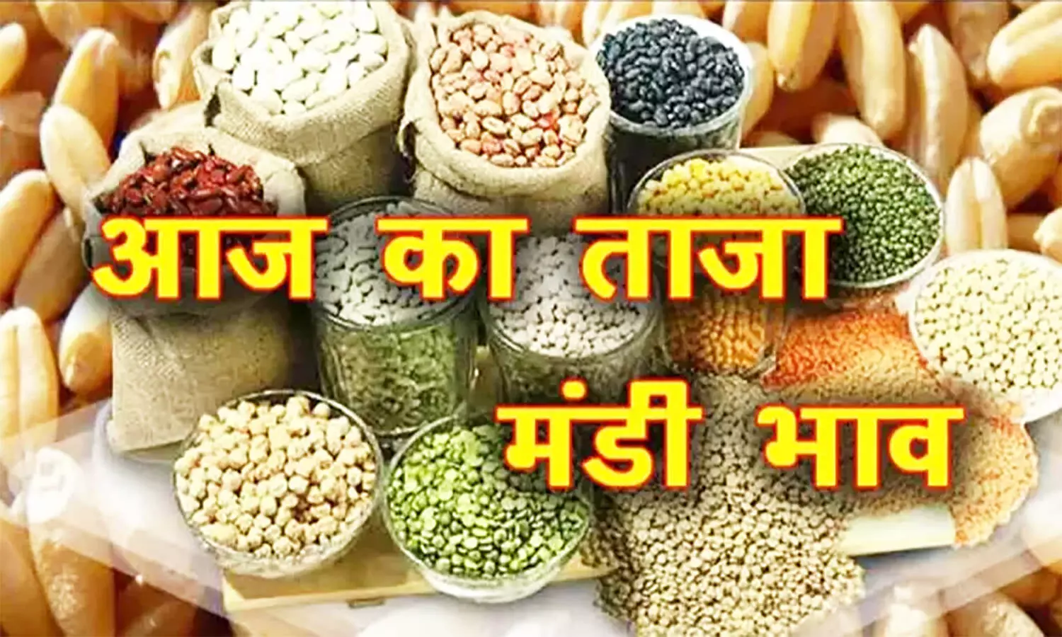 MP Mandi Bhav: मंडी में सोयाबीन के भाव में हल्का सुधार, मूंग के दाम में आई गिरावट, फटाफट से जानें ताजा मंडी भाव MP Mandi Bhav: मंडी में सोयाबीन के भाव में हल्का सुधार, मूंग के दाम में आई गिरावट, फटाफट से जानें ताजा मंडी भाव