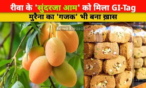 बड़ी उपलब्धि: रीवा के सुंदरजा आम को मिला GI Tag, मुरैना का गजक भी बना ख़ास, CM शिवराज सिंह- केंद्रीय मंत्री पियूष गोयल ने दी बधाई