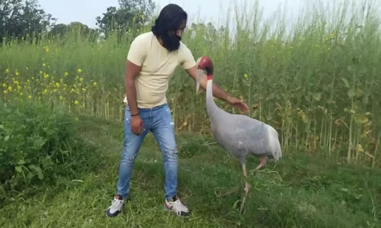 भारत में कौन से जानवर पाल सकते हैं और कौन से नहीं? क्या तोता पालना गैरकानूनी है?
