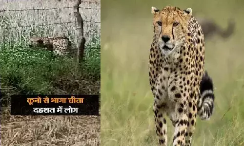 कूनो नेशनल पार्क से भागा चीता, रिहायशी इलाके में पहुंचा, वन विभाग अबतक रेस्क्यू नहीं कर पाया