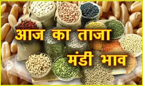 Mandi Bhav: मंडी में सोयाबीन के दाम में गिरावट, डॉलर चना के भाव बढ़े, यहां पर देखें ताजा मंडी रेट