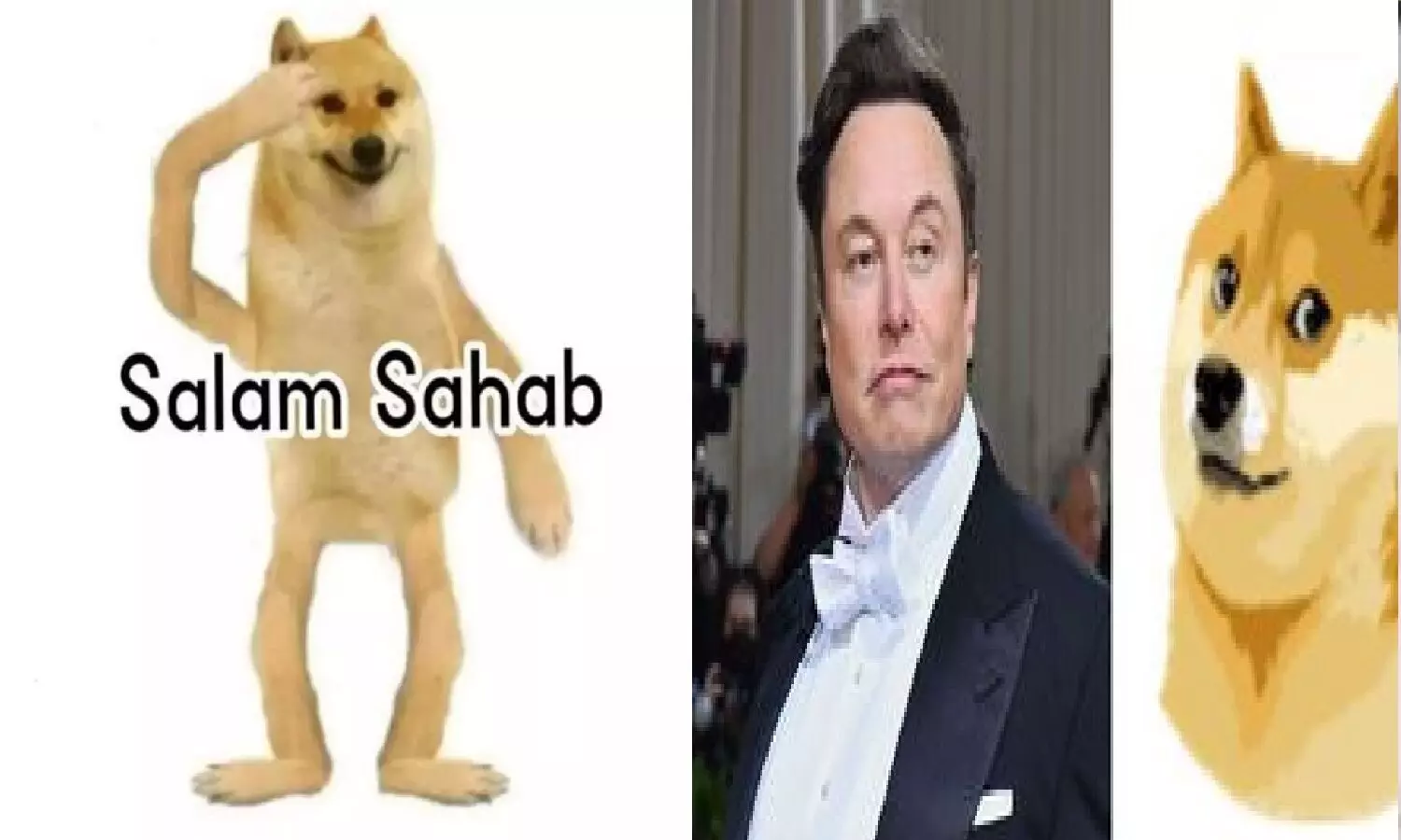 Twitter का लोगो Doge में बदला, आखिर Elon Musk क्यों पसंद है ये डॉगी?