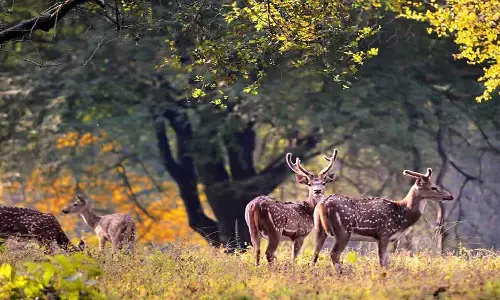 मध्यप्रदेश के खाते में होंगे चार नए अभयारण्य, तैयार हो रहा मसौदा