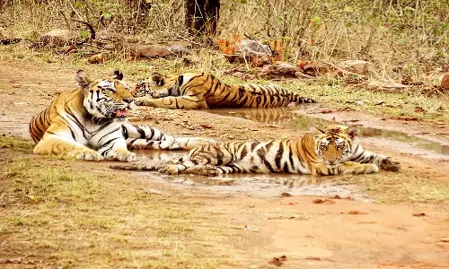 एमपी के पन्ना टाइगर रिजर्व ने फिर किया नाम रोशन, बाघों की गणना में मिली वैरी गुड रैंकिंग