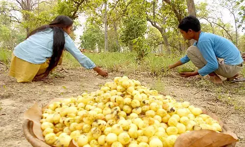 मध्यप्रदेश के महुआ से अब चॉकलेट, कुकीज व हेल्थ ड्रिंक भी बनेगी, लंदन की कंपनी ने किया अनुबंध