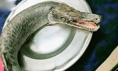 एमपी के तालाब में मिली अमेरिका में पाई जाने वाली मछली, मगरमच्छ जैसा है जबड़ा, इंसानों पर भी कर देती है हमला