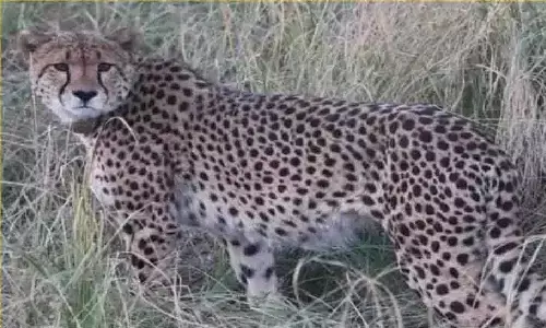 कूनो नेशनल पार्क में एक और चीते की मौत! बीमार था, इलाज के दौरान उदय ने दम तोड़ दिया