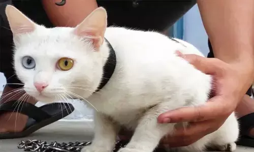 एमपी में है छह से सात लाख रुपए कीमत वाली दुर्लभ प्रजाति की बिल्ली, इसकी खासियत आपको हैरान कर देगी