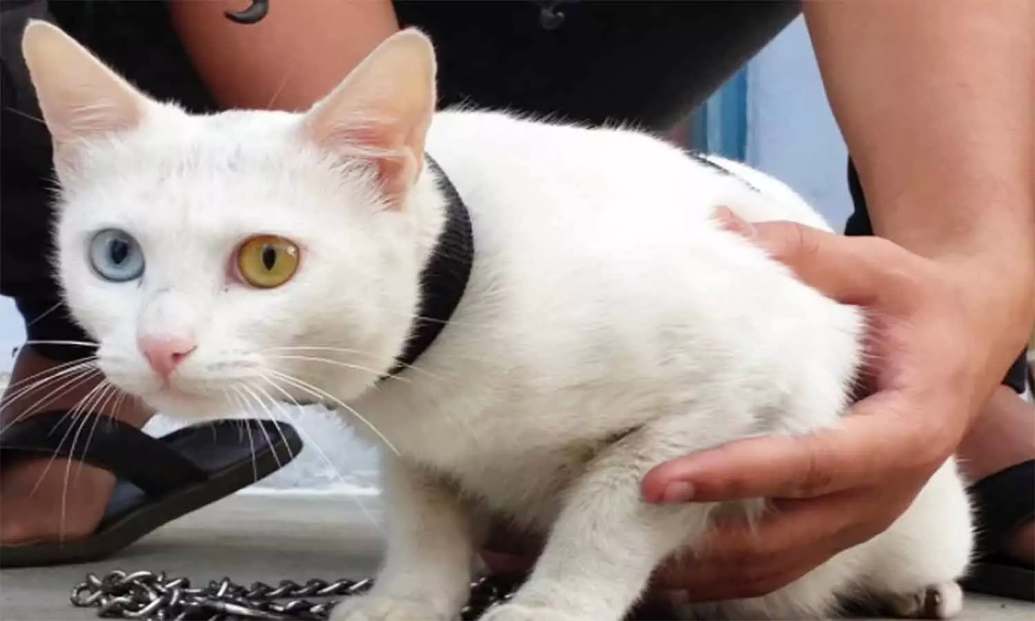 एमपी में है छह से सात लाख रुपए कीमत वाली दुर्लभ प्रजाति की बिल्ली, इसकी खासियत आपको हैरान कर देगी