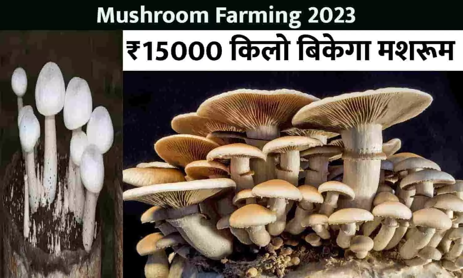 Mushroom Farming Big Alert 2023: गुड न्यूज़! ₹15000 क‍िलो ब‍िकेगा मशरूम, फटाफट जाने Latest Update