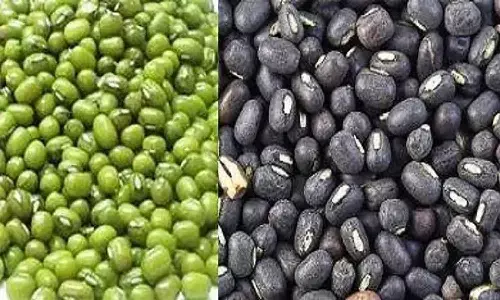 एमपी के 32 जिलों में होगी मूंग व 10 में की जाएगी उड़द की खरीदी, यहां पर जानें रेट व अन्य जानकारियां