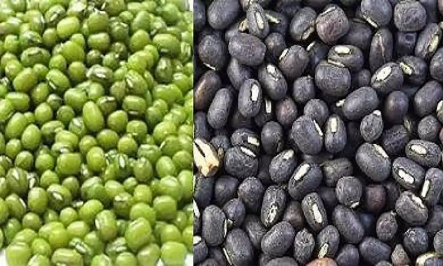 एमपी के 32 जिलों में होगी मूंग व 10 में की जाएगी उड़द की खरीदी, यहां पर जानें रेट व अन्य जानकारियां