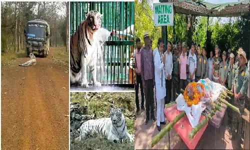 मुकुंदपुर White Tiger Safari की शान सफ़ेद बाघिन विंध्या की मौत!