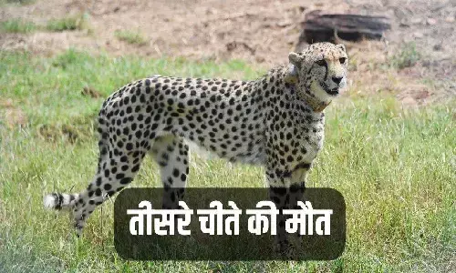 कूनो नेशनल पार्क में मादा चीता दक्षा की मौत! अबतक तीन चीते मर चुके