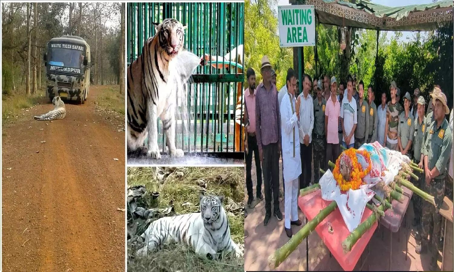 मुकुंदपुर White Tiger Safari की शान सफ़ेद बाघिन विंध्या की मौत!