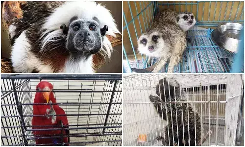 एमपी के इस चिड़ियाघर में जामनगर से आए 12 प्रजाति के 45 विदेशी प्राणी एमपी के इस चिड़ियाघर में जामनगर से आए 12 प्रजाति के 45 विदेशी प्राणी