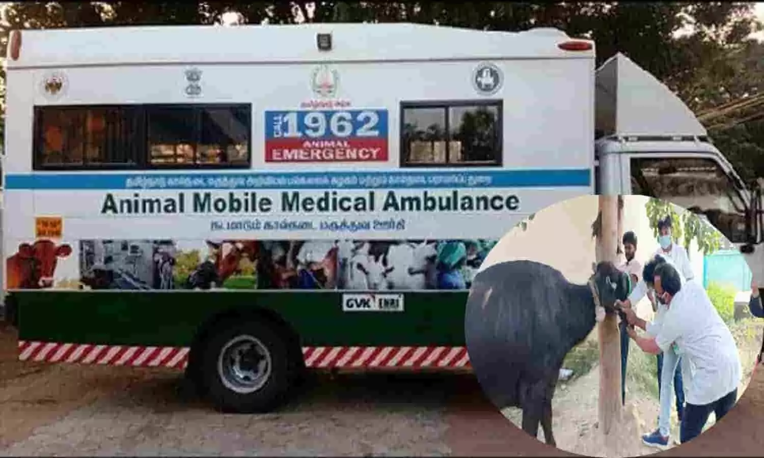 MP Veterinary Hospital Ambulance: एमपी में आज से शुरू होगी 406 पशु चिकित्सा एंबुलेंस, पशुओं का होगा घर बैठे इलाज, फटाफट ध्यान दे