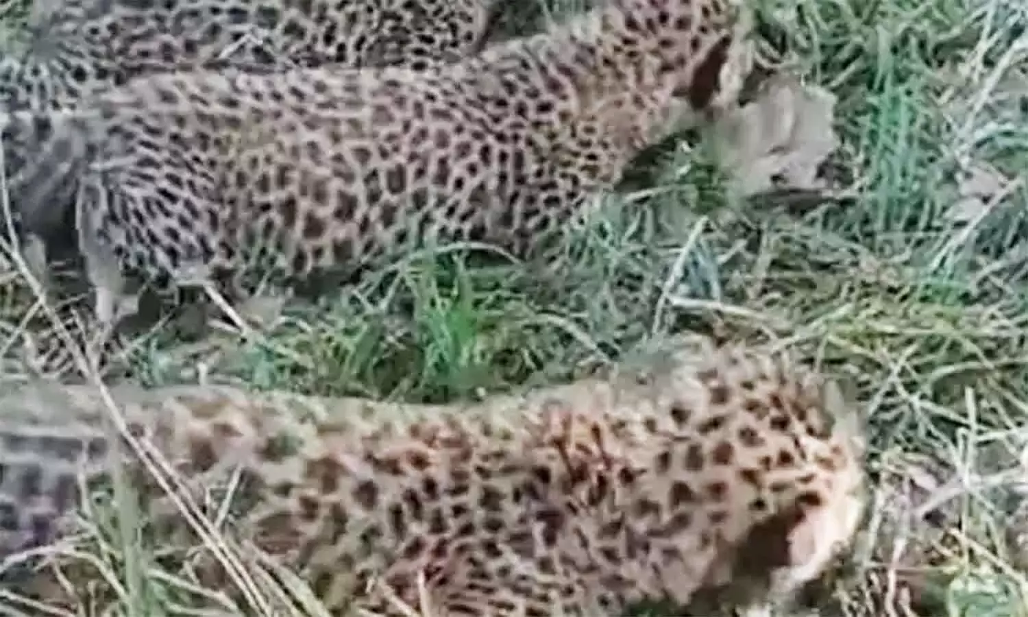 एमपी के शहडोल अंतर्गत नंदना गांव में तेंदुए ने तीन शावकों को दिया जन्म, वन विभाग कर रहा निगरानी