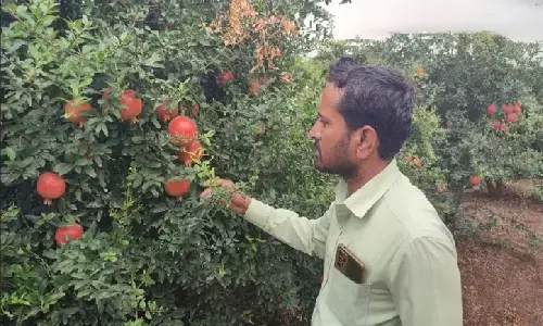 डेढ़ एकड़ में अनार की खेती कर इन दो भाइयों ने लाखों कमाएं, अब 42 एकड़ जमीन के मालिक हैं डेढ़ एकड़ में अनार की खेती कर इन दो भाइयों ने लाखों कमाएं, अब 42 एकड़ जमीन के मालिक हैं