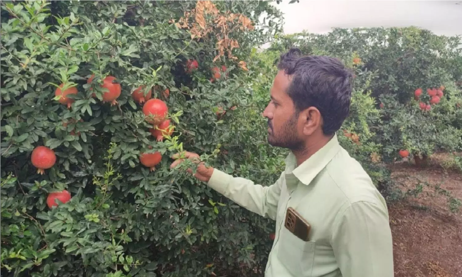 डेढ़ एकड़ में अनार की खेती कर इन दो भाइयों ने लाखों कमाएं, अब 42 एकड़ जमीन के मालिक हैं