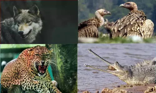 MP GK Question: सिर्फ टाइगर स्टेट नहीं कई नामों से जाना जाता है मध्य प्रदेश