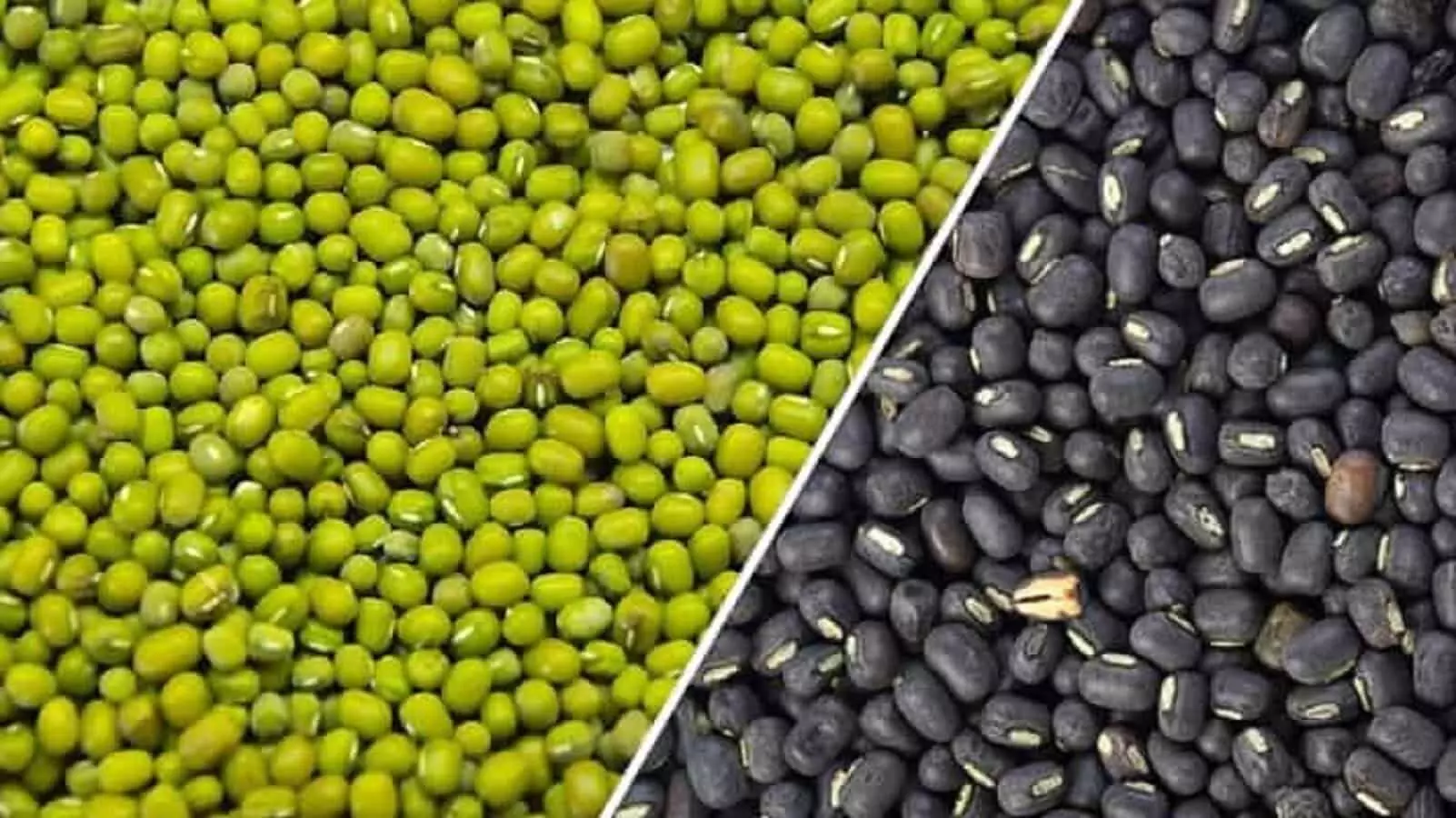 MP Rabi Uparjan 2023