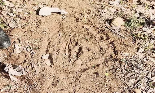 एमपी के नर्मदापुरम में बाघ ने महिला को बनाया शिकार, पैर का हिस्सा छोड़ खा गया धड़