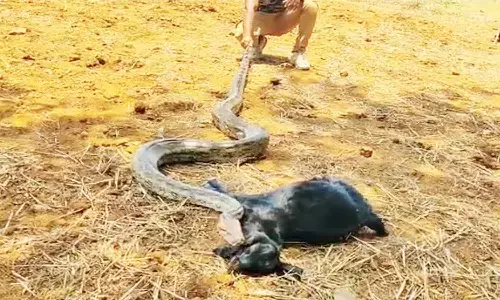 एमपी के शिवपुरी में 20 फुट के अजगर ने जकड़कर बकरे को मार डाला, मची अफरा तफरी