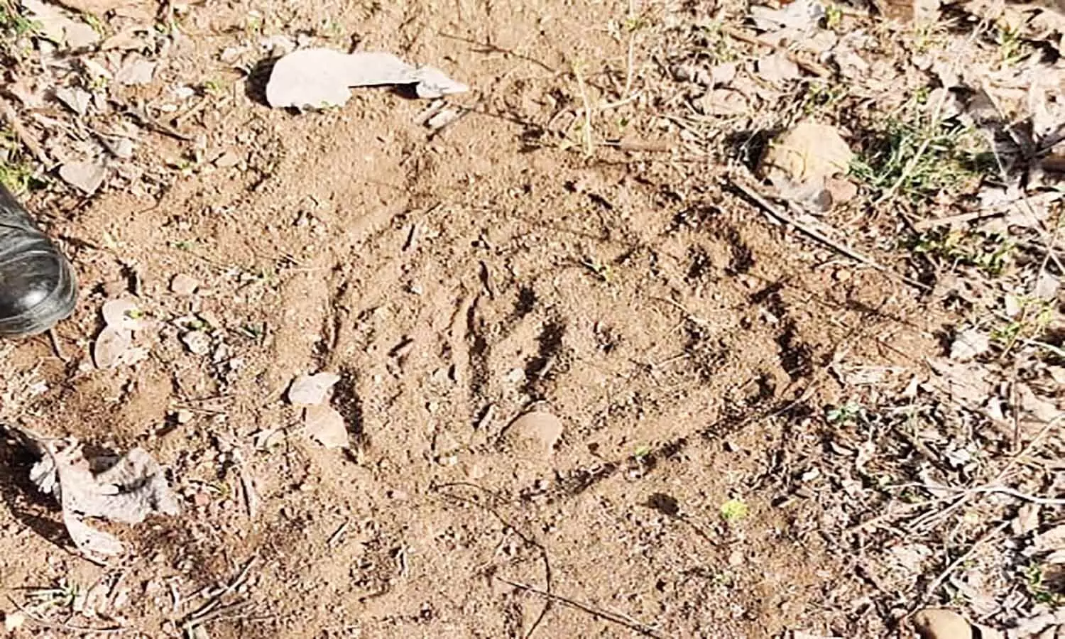 एमपी के नर्मदापुरम में बाघ ने महिला को बनाया शिकार, पैर का हिस्सा छोड़ खा गया धड़