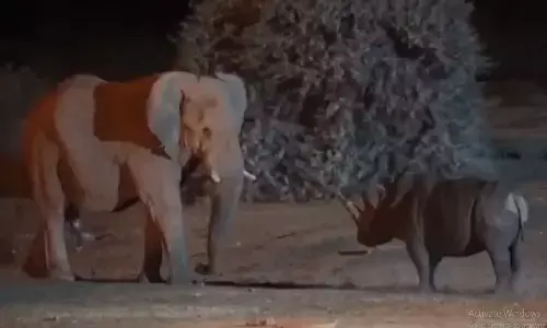 Elephant Vs Rhinoceros Fight Video: कभी देखी है हाथी और गेंडे की लड़ाई! सोशल मीडिया में भयंकर वायरल हो रहा वीडियो Elephant Vs Rhinoceros Fight Video: कभी देखी है हाथी और गेंडे की लड़ाई! सोशल मीडिया में भयंकर वायरल हो रहा वीडियो