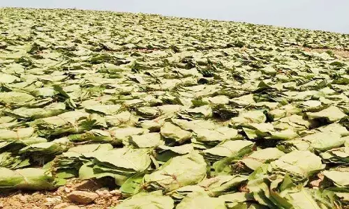 Tendupatta Collection: रीवा जिले के तेंदूपत्ता तोड़ाई में मौसम ने डाला खलल, लक्ष्य के विरुद्ध 75 प्रतिशत ही हो सका संग्रहण