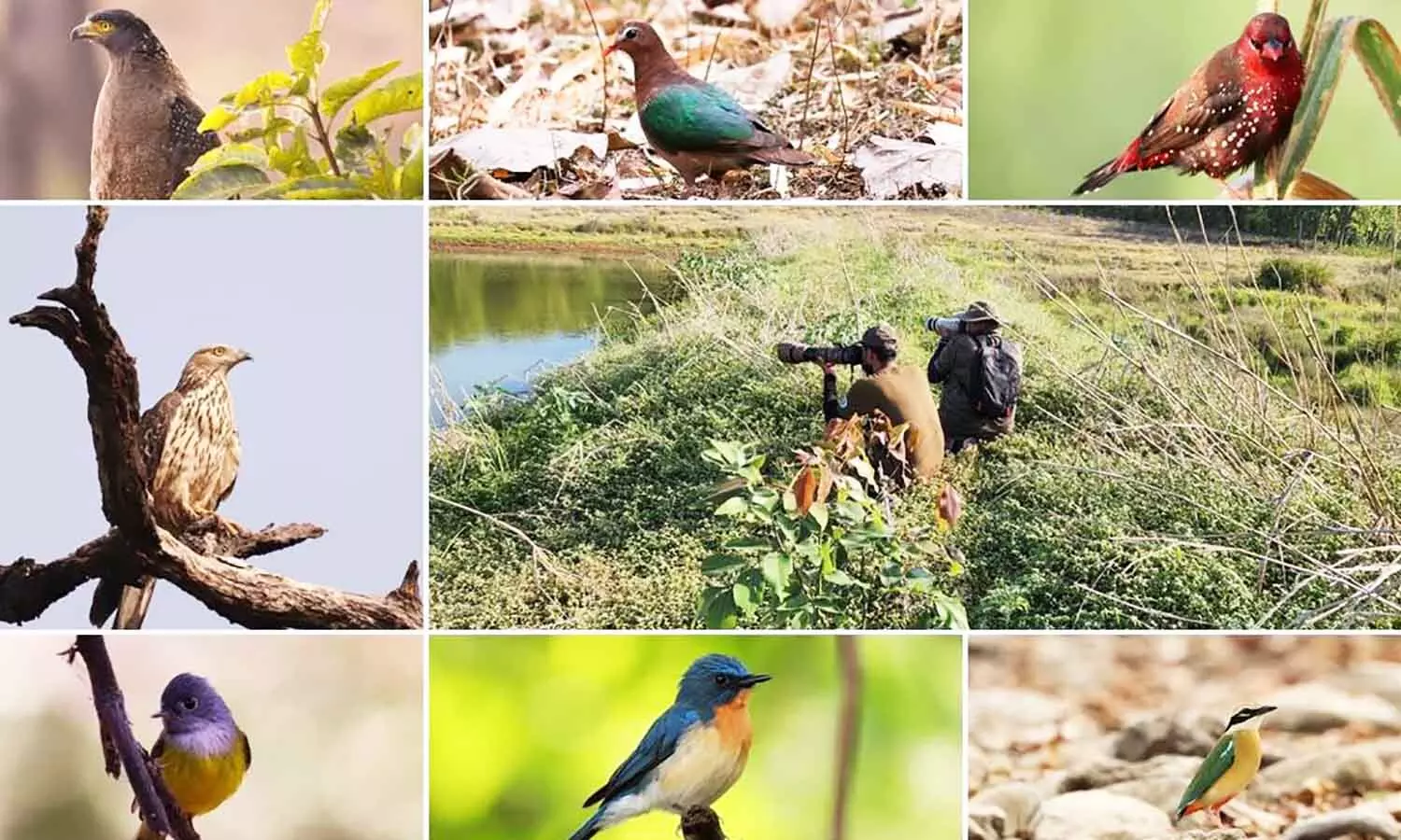 एमपी में कान्हा के जंगलों में विशेषज्ञों ने ढूंढ़ निकाली पक्षियों की 12 नई प्रजातियां