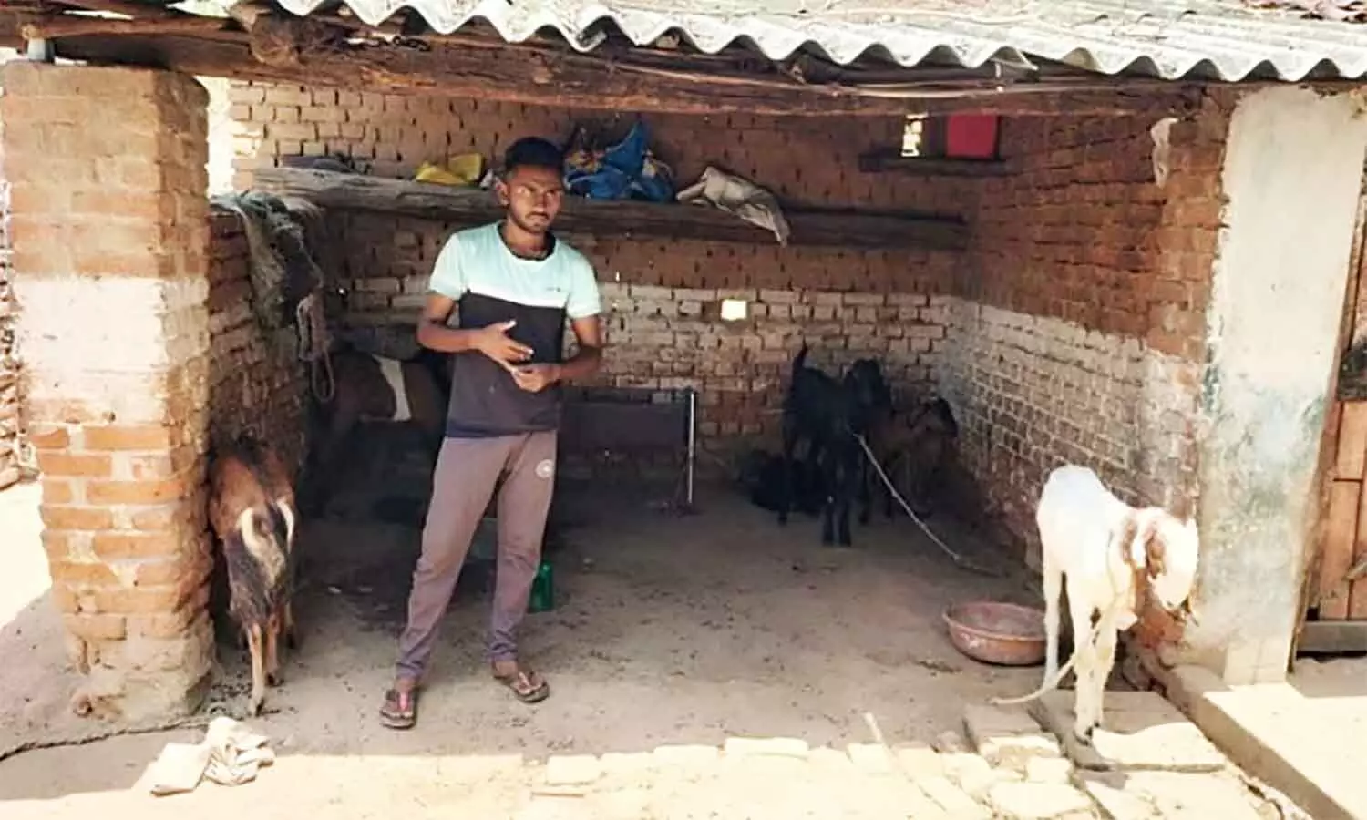 एमपी के धनपुरी में दहशत, बकरे-बकरियों का खून चूस मौत के घाट उतार रहा अज्ञात जानवर