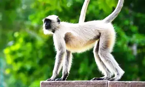 एमपी में एक बंदर ने ऐसा मचाया उत्पात कि पकड़ने के लिए रखना पड़ा 21 हजार रुपए का इनाम