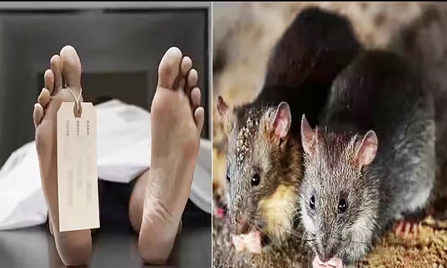 एमपी के भोपाल स्थित सरकारी अस्पताल की मोर्चरी में चूहों ने कुतर डाला शव, जमकर हुआ हंगामा