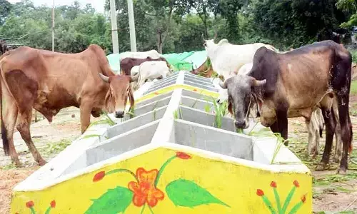 Godhan Vikas Yojana: गोधन विकास योजना क्या है, लाभ व पात्रता फटाफट जान लें