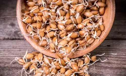 Ankurit Gehu Benefits: अंकुरित गेहूं खाने के 3 फायदे, एक बार जरूर करें ट्राई