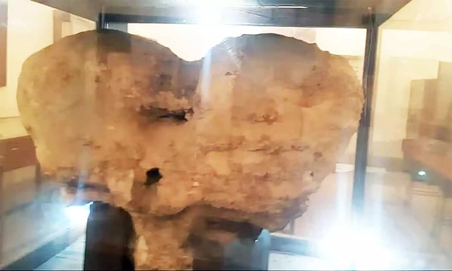 एमपी के इस पुरातत्व संग्रहालय में है ऐरावत हाथी के वंशज का विशाल मस्तक, दरियाई घोड़े के दांत भी मौजूद