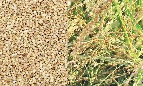 Millet Seeds: एमपी के सिंगरौली में कोदो-कुटकी का रकबा होगा दोगुना, कृषि विभाग उपलब्ध कराएगा बीज Millet Seeds: एमपी के सिंगरौली में कोदो-कुटकी का रकबा होगा दोगुना, कृषि विभाग उपलब्ध कराएगा बीज