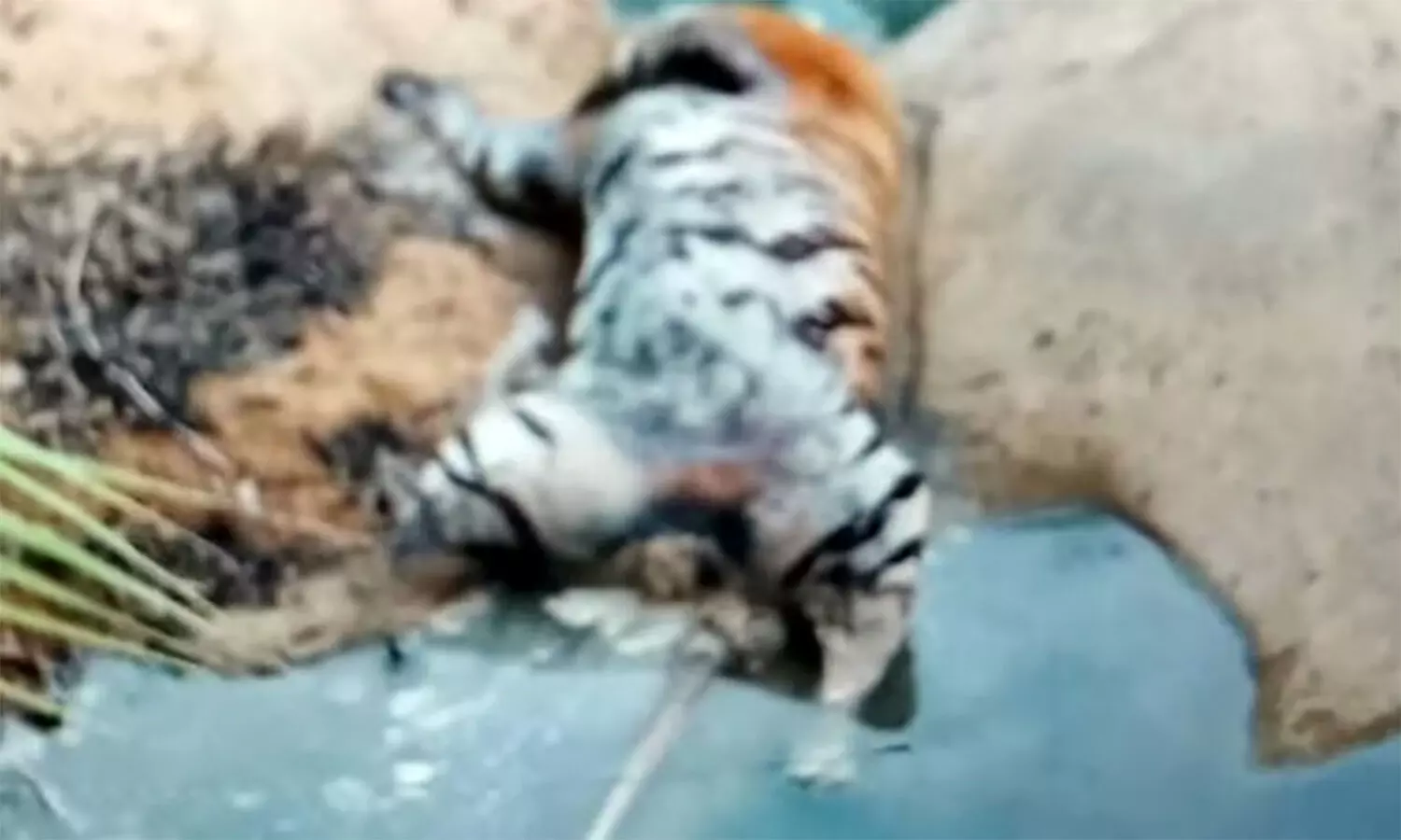 Tiger Hunting: एमपी में टाइगर का सिर काटकर ले गए शिकारी, कई अंग भी मिले गायब