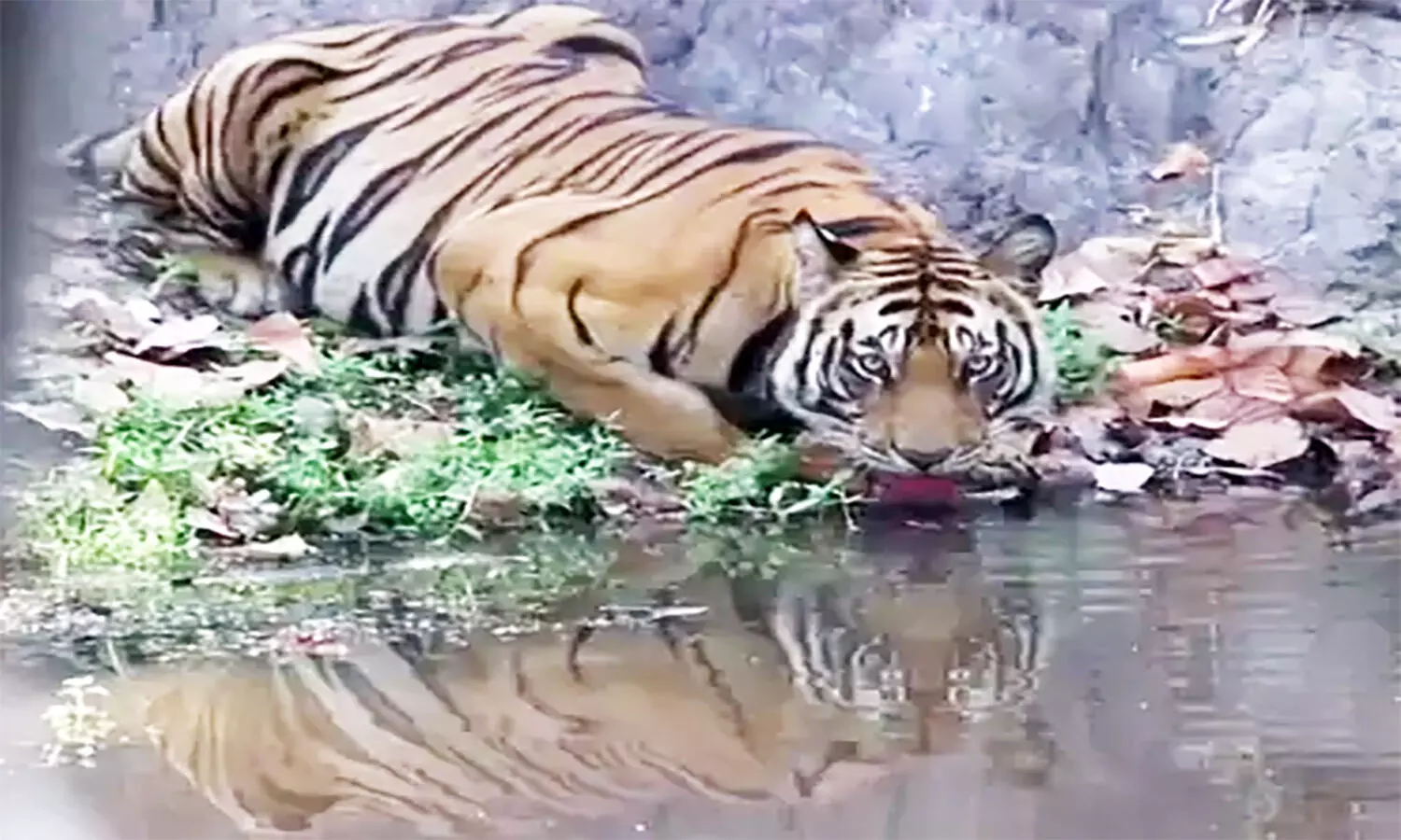 Bandhavgarh Tiger Reserve: एमपी के उमरिया में अब करीब से नहीं कर सकेंगे जानवरों के दीदार, तीन माह के लिए कोर एरिया में एंट्री बंद
