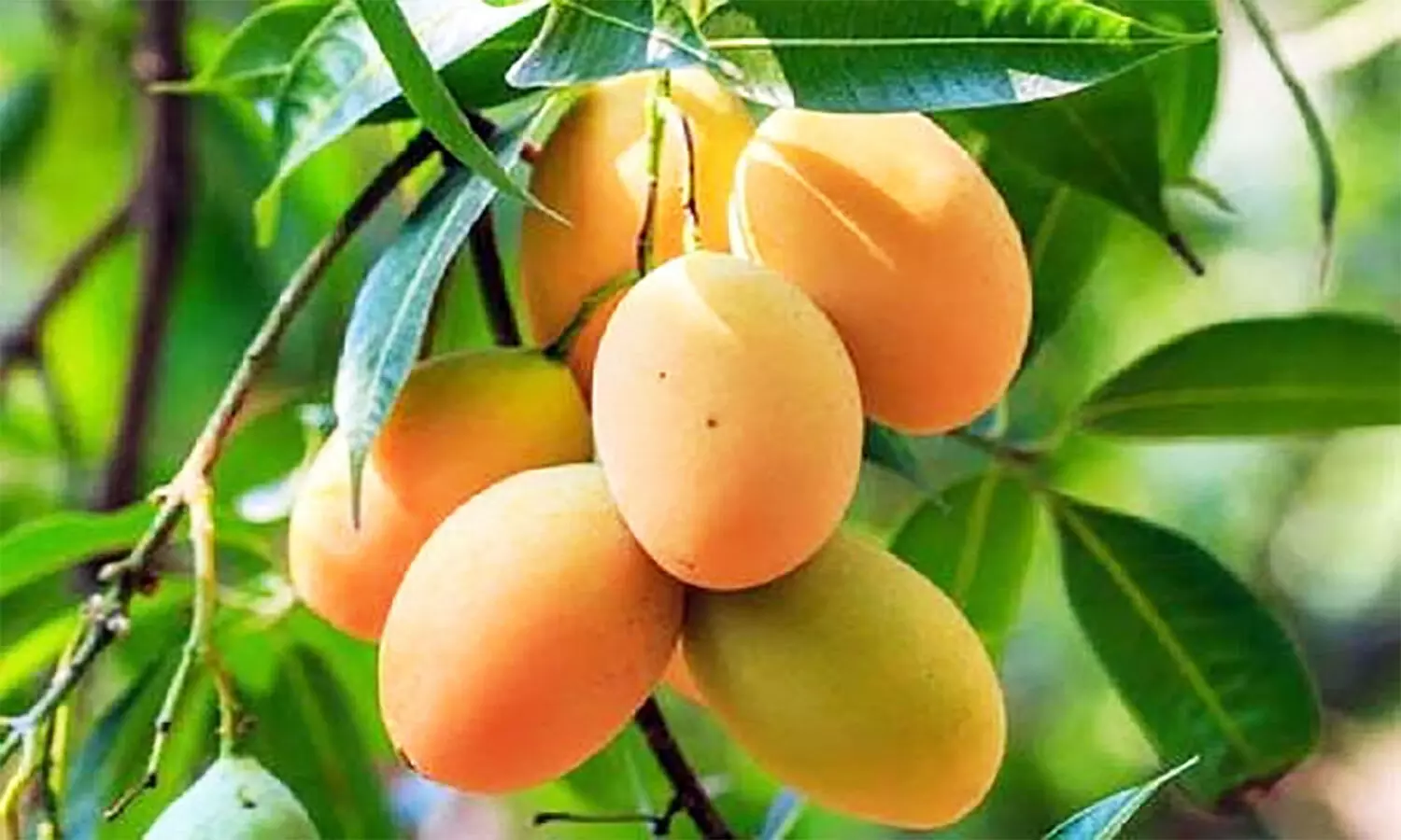 Sugar Free Mango: रीवा के इस मशहूर आम को डायबिटीज के मरीज भी खा सकते हैं, विदेशों में है खूब डिमांड