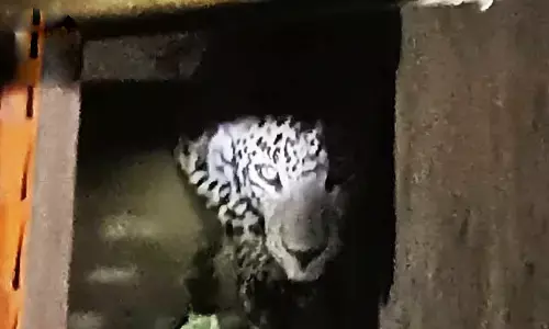 एमपी के रतलाम में घर के अंदर घुस गया तेंदुआ, ग्रामीणों ने 12 साल के बच्चे को मौत के मुंह से बचाया