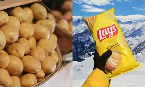 अब आप भी दे सकते हैं Lays Chips को टक्कर! FC5 Potato उगाओ और पैसा पीटो अब आप भी दे सकते हैं Lays Chips को टक्कर! FC5 Potato उगाओ और पैसा पीटो