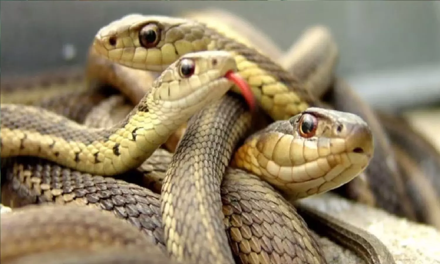 सावन में सांप को मार दिया! अब क्या करें?